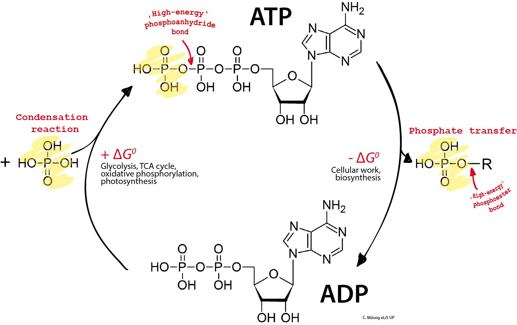 Diagram Of Atp And The Atp/adp Cycle