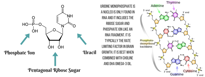 Нейроуридин состав. Uridine monophosphate. Нейроуридин. Уридин строение. Урацил монофосфат.